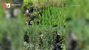 Heboh Penemuan Ladang Ganja Lewat Drone di Dekat Gunung Bromo, TNBTS Beri Klarifikasi Resmi