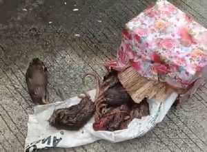 Teror bangkai tikus kantor Tempo