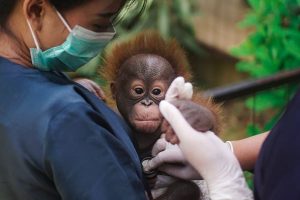 Bandung Zoo
