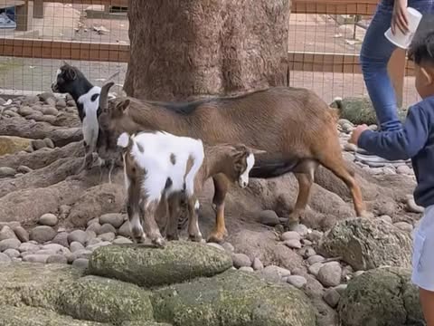 Pungli Bandung Zoo