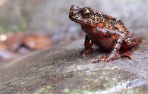 Kodok Merah Taman Safari Bogor - Dok Forest Digest