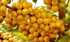 Kopi Kuning Garut - Dok Coffeeland Indonesia