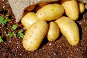 Produksi kentang Garut - Dok karamatwangi id