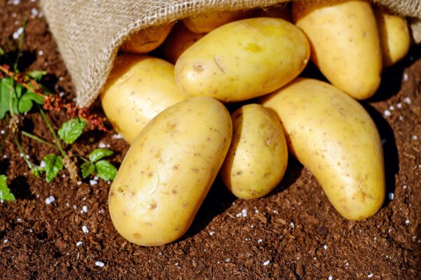 Produksi kentang Garut - Dok karamatwangi id