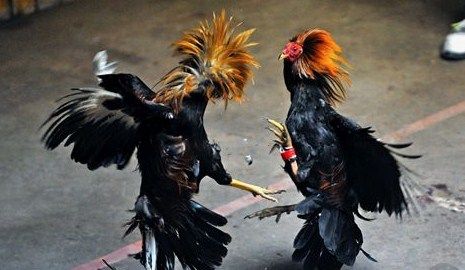 Judi Sabung Ayam