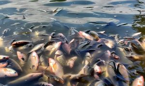 Situ Rawajejeg di Kabupaten Bogor Tercemar Limbah Akibatkan Ikan Mati