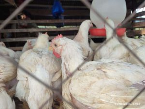 Dalam Seminggu Mentan Pastikan Harga Ayam Stabil