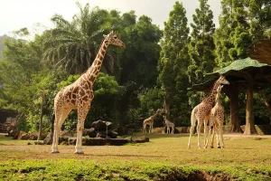 eksploitasi sirkus taman safari-3