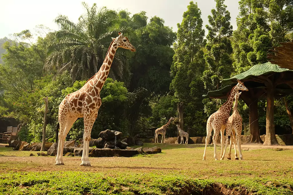 eksploitasi sirkus taman safari-3