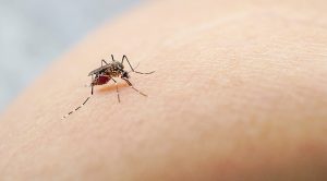 gejala chikungunya