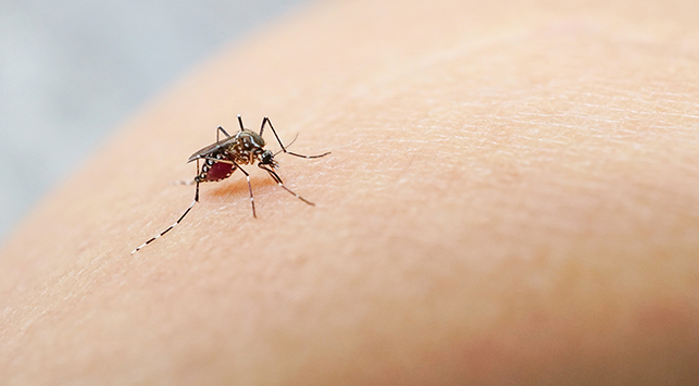 gejala chikungunya