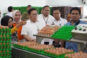 Stabilkan Harga Ayam dan Telur, Kementan Siapkan Strategi Ini
