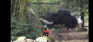 penyiksaan hewan taman safari