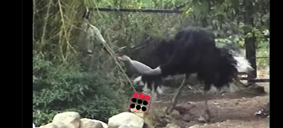 penyiksaan hewan taman safari