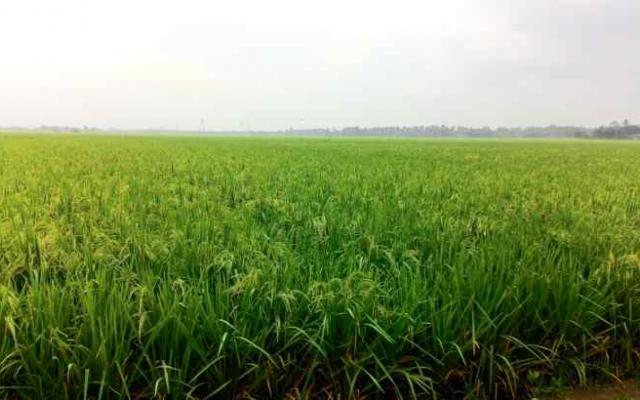 alih fungsi lahan sawah kabupaten karawang