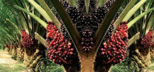 Kemenperin Ungkap Peluang Ekonomi Baru dari Nira Sawit untuk Petani