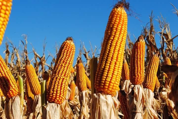 Produksi Jagung