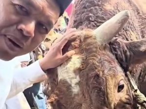 Sapi Kurban Prabowo di Cirebon