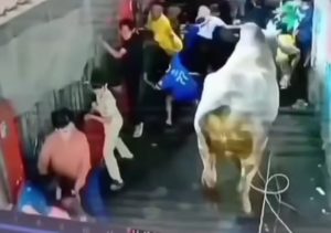 Sapi kurban kabur