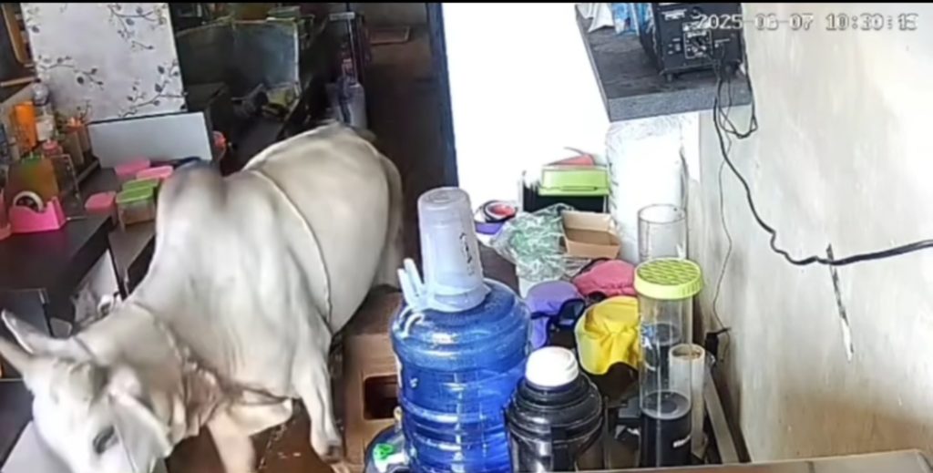Sapi kurban sapi kurban kabur