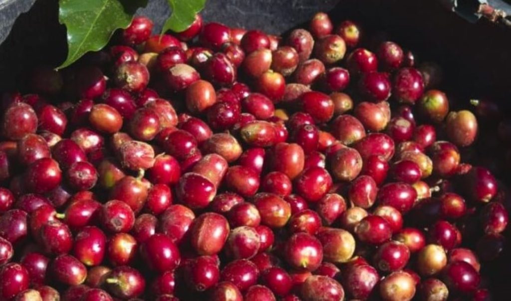Kopi Sarongge Cianjur