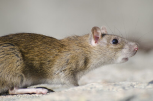 Tikus Virus Hanta