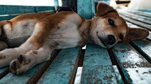 anjing dikuliti