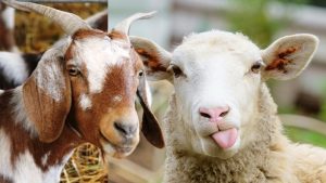perbedaan domba dan kambing