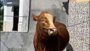 sapi menangis saat kurban