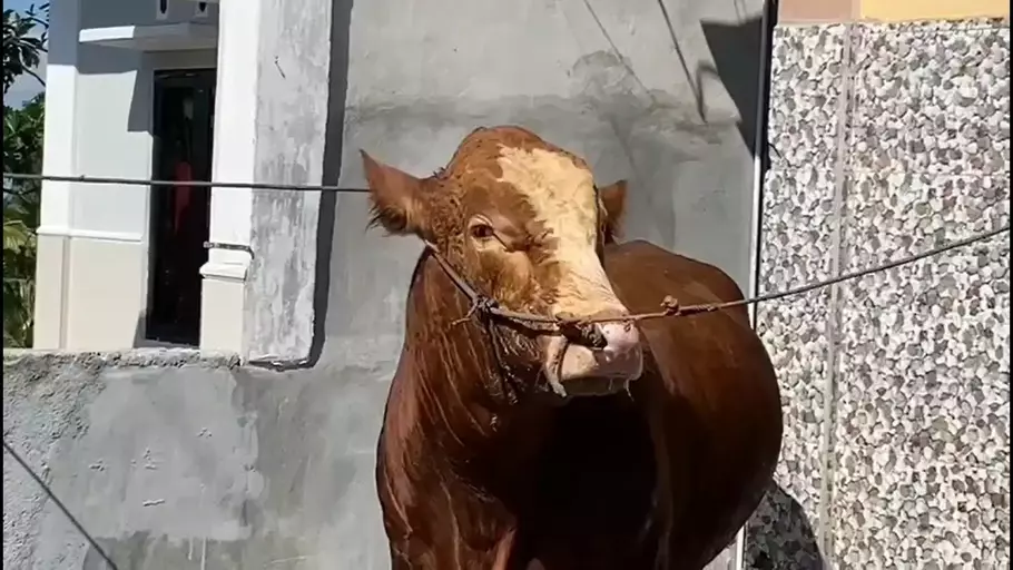 sapi menangis saat kurban