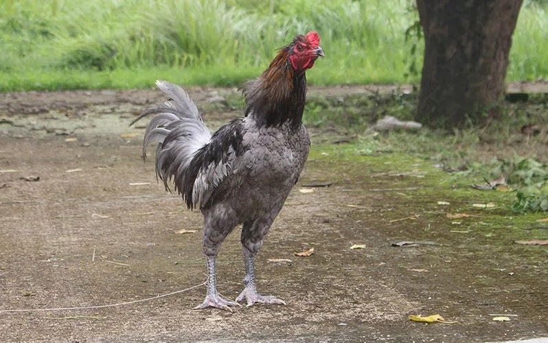 Ayam Sentul, ayam ciung wanara (Dok DKPP Jabar)
