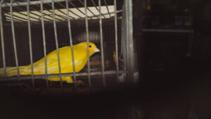 Pencuri burung kenari