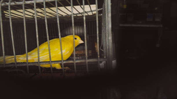 Pencuri burung kenari