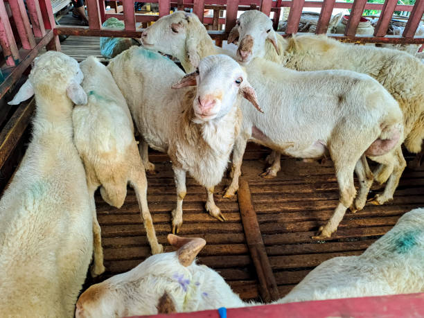 Kambing didepok dijagal