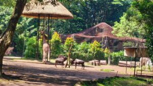 Kebun Binatang Bandung Masih Ditutup, Farhan: Selama Yayasan Berkonflik, Tidak Akan Dibuka
