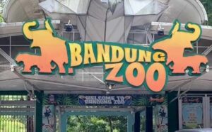 Bandung Zoo Diserahkan ke Pemkot Bandung. harimau mati bandung zoo
