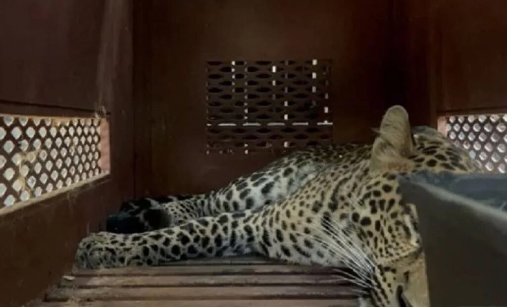 Macan tutul masuk hotel (Instagram)