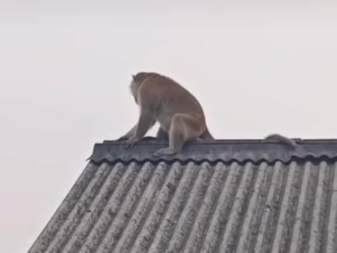 Monyet liat di Cianjur