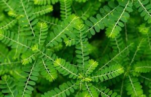 manfaat daun meniran