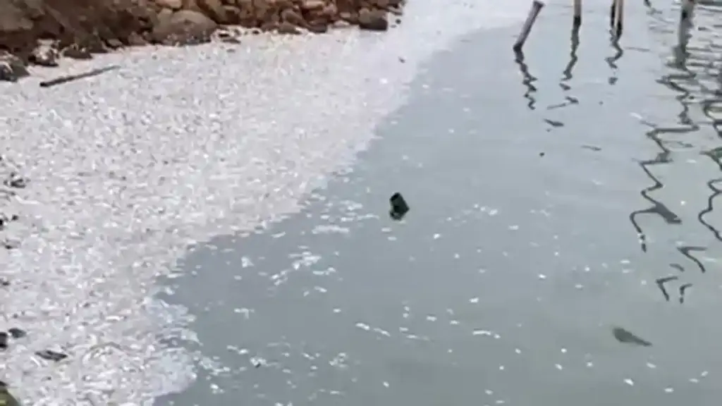 ikan mati misterius Demak