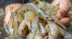 Ekspor Udang Indonesia