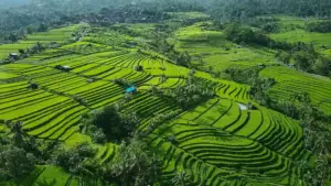 Desa Wisata Jatiluwih