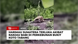 Harimau Sumatera Terluka Akibat Ranjau Babi di Perkebunan Bukit Koto Tabang