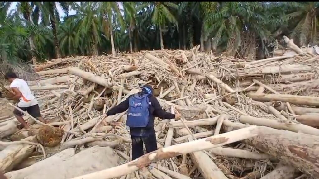 kayu gelondongan banjir Sumatera