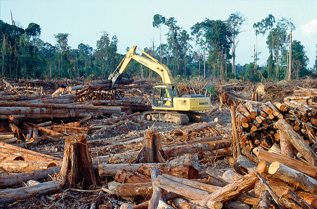 ilegal logging mentawai