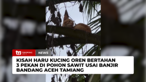 Kisah Haru Kucing Oren Bertahan 3 Pekan di Pohon Sawit Usai Banjir Bandang Aceh Tamiang