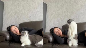Mikasa kucing Lula Lahfah