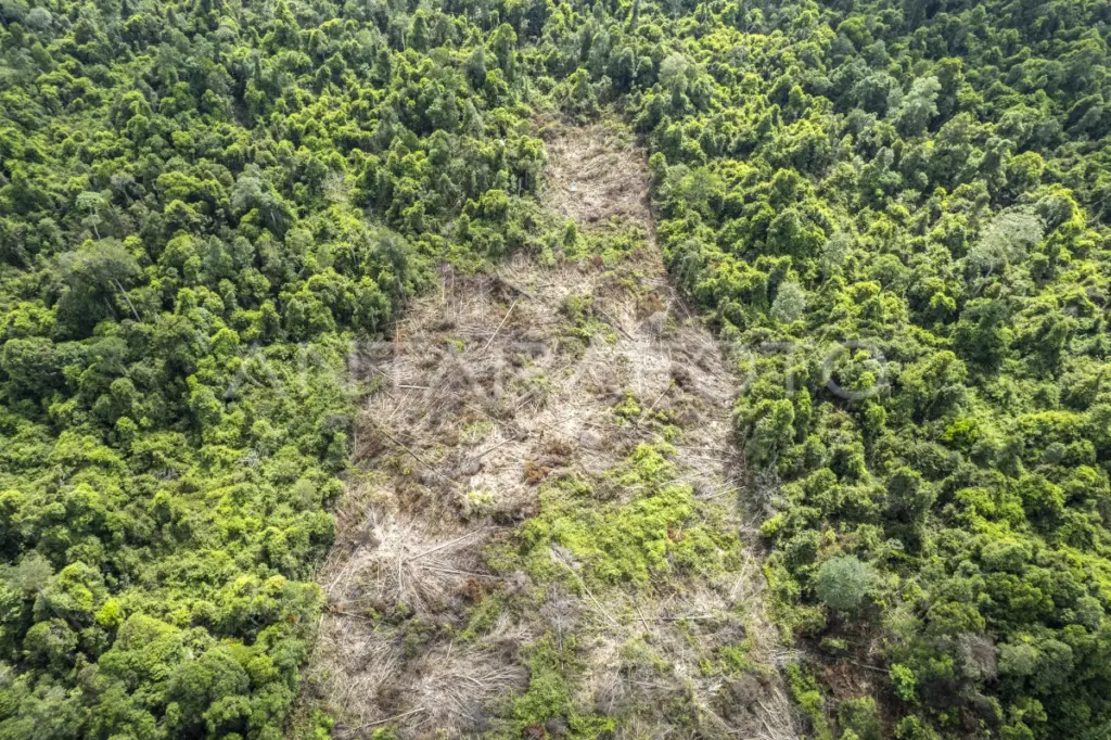 Hutan Jambi