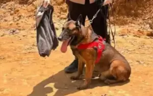 Reno Anjing pelacak K9