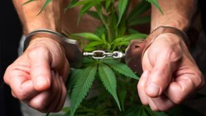 transaksi ganja